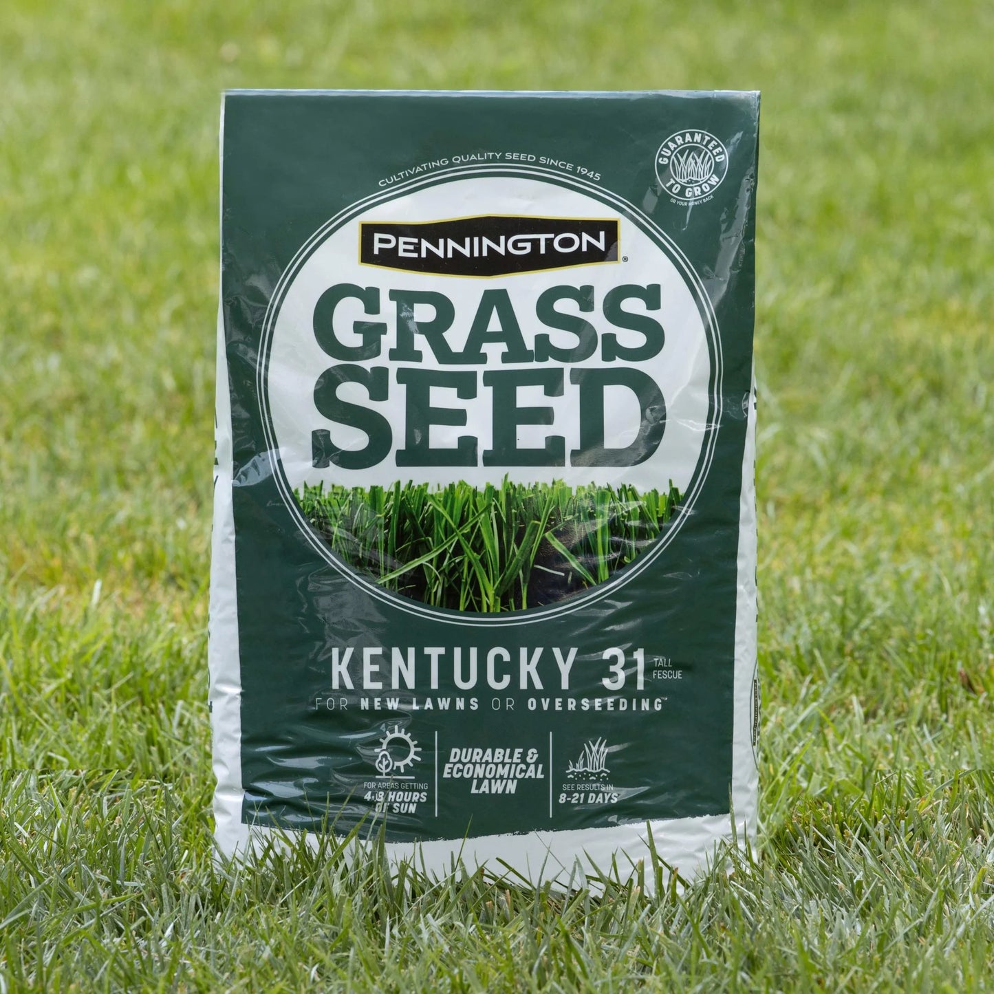 Kentucky 31 Tall Fescue Grass Seed, for Sun to Partial Shade, 3 Lb., 1 Bag